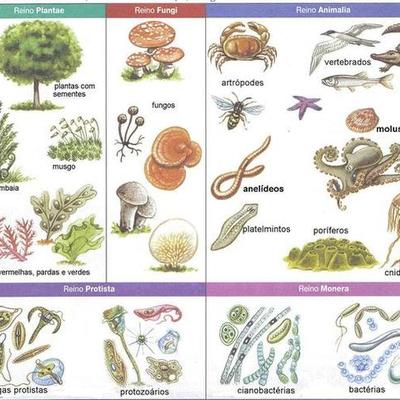 Timeline: EVOLUCION DE LOS REINOS DE LA NATURALEZA