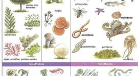 Timeline: EVOLUCION DE LOS REINOS DE LA NATURALEZA