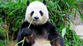 Timeline: Global Issues