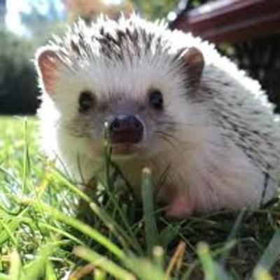 Timeline: tecnologia:)