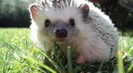 Timeline: tecnologia:)