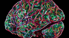 Timeline: LAS NEUROCIENCIAS DE LA CONDUCTA, UN VIAJE QUE NO SE DETIENE. Por: Oscar Ortiz Doria. 3 semestre Psicología.