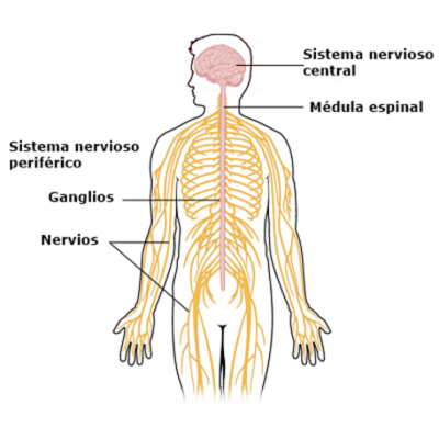 Timeline: El Sistema Nervioso y La Evolución Del Cerebro
