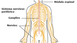 Timeline: El Sistema Nervioso y La Evolución Del Cerebro
