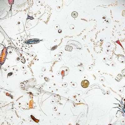 Timeline: Historia de la Biología