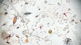 Timeline: Historia de la Biología