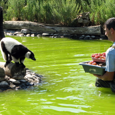 Timeline: Evolution of a Zoologist
