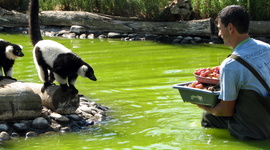 Timeline: Evolution of a Zoologist