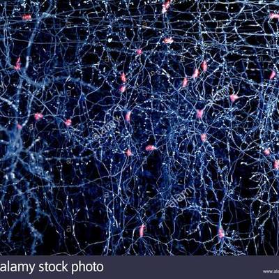 Timeline: Historia de las Neurociencias