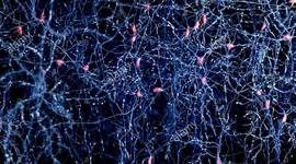 Timeline: Historia de las Neurociencias