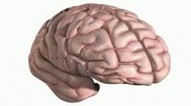 Timeline: Desarrollo hístorico de la Neuro ciencia 4