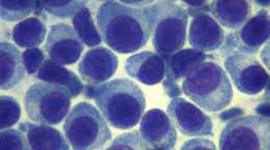 Timeline: Citología e Histología