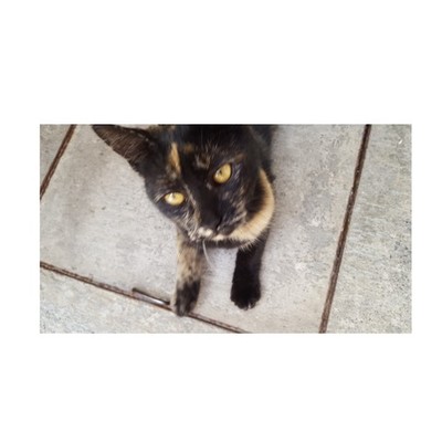 Timeline: Literaturas orientales en la antigüedad