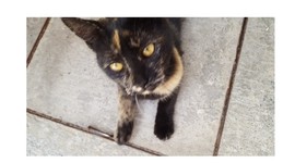 Timeline: Literaturas orientales en la antigüedad