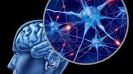 Timeline: las neurociencias de la conducta, un viaje que no se detiene.