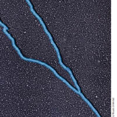 Timeline: Molécula portadora de la información genética