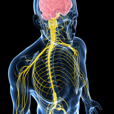 Timeline: El sistema nervioso y el cerebro