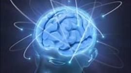 Timeline: EVOLUCION DEL CEREBRO