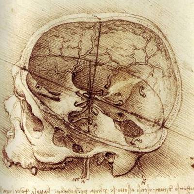 Timeline: Evolución del cerebro