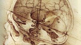 Timeline: Evolución del cerebro