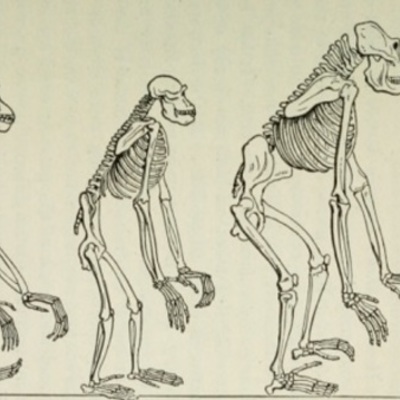 Timeline: Precursores de la antropología