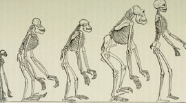 Timeline: Precursores de la antropología