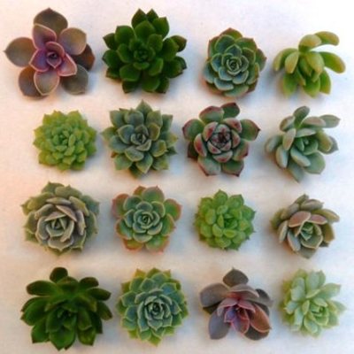 Timeline: Evolución de la botánica