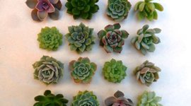 Timeline: Evolución de la botánica