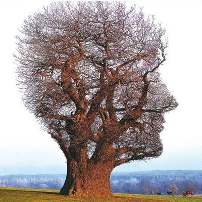 Timeline: Historia del cerebro