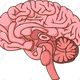 57973235 human brain cartoon (1)