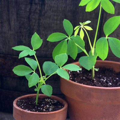 Timeline: The Evolution of Plants