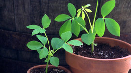 Timeline: The Evolution of Plants