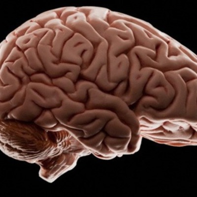 Timeline: Evolución del cerebro, por Karen Sastre