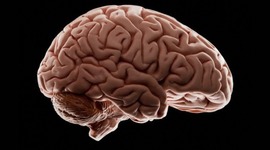 Timeline: Evolución del cerebro, por Karen Sastre