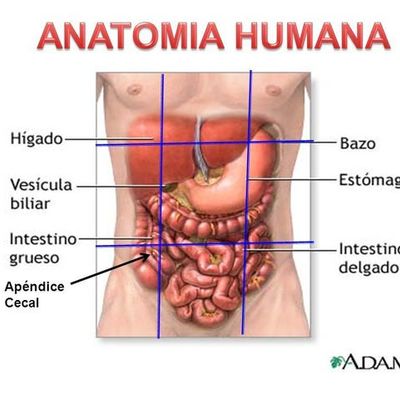 Timeline: Generalidades de la Anatomía Humana