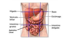 Timeline: Generalidades de la Anatomía Humana