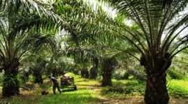 Timeline: Antecedentes del desarrollo rural