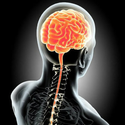 Timeline: Evolución Sistema Nervioso