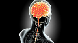 Timeline: Evolución Sistema Nervioso