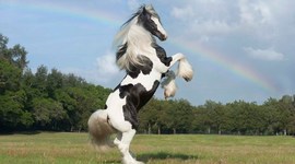 Timeline: literacy timeline -sarah thibodeaux