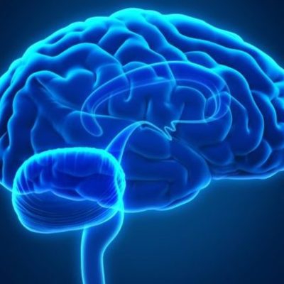 Timeline: El cerebro