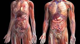 Timeline: La Fase descriptiva de la Anatomia