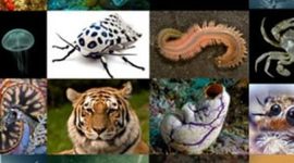 Timeline: Historia de ecología, campo de estudio