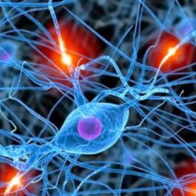 Timeline: ¿De dónde viene y para dónde va el cerebro?