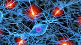 Timeline: ¿De dónde viene y para dónde va el cerebro?