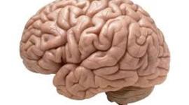 Timeline: ¿De dónde viene y para dónde va el cerebro?