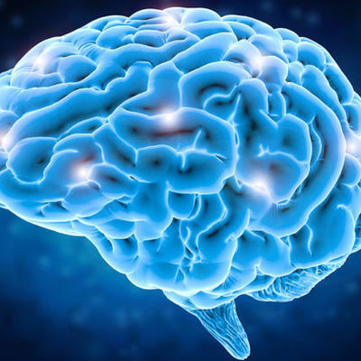 Timeline: Evolución del cerebro en millones de años