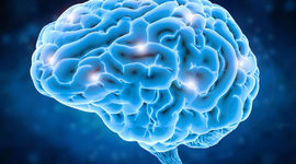 Timeline: Evolución del cerebro en millones de años