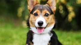 Timeline: Julia's Timeline