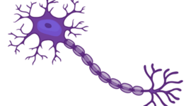 Timeline: Historia reciente de las Neurociencias del Comportamiento